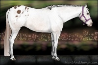 Horse Color:Buckskin Appaloosa 