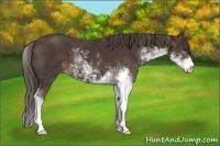 Horse Color:Liver Chestnut Sabino 