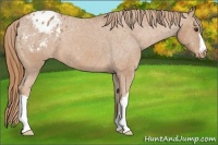 Horse Color:Chestnut Appaloosa