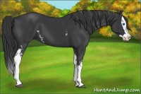 Horse Color:White Spotted Black Splash 