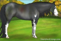 Horse Color:Black Sabino 