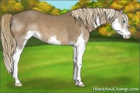 Horse Color:Liver Chestnut Splash