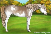 Horse Color:Liver Chestnut Splash