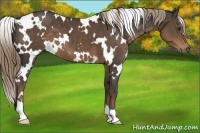 Horse Color:White Spotted Liver Chestnut 