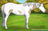 Horse Color:Bay Dun Sabino Splash Tobiano