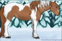 Horse Color:Chestnut Tobiano