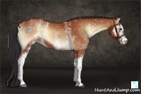 Horse Color:White Spotted Bay Onyx