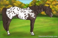 Horse Color:Liver Chestnut Sabino Appaloosa 