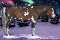 Horse Color:White Spotted Liver Chestnut Sabino Splash Rabicano 