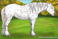Horse Color:White Spotted Liver Chestnut Snowcap 