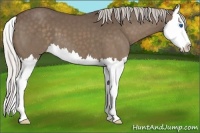 Horse Color:Silver Black Splash