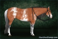 Horse Color:White Spotted Bay 