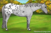 Horse Color:Blue Roan Appaloosa 