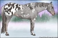 Horse Color:White Spotted Liver Chestnut Sabino Appaloosa 