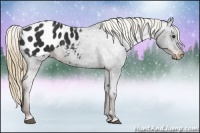 Horse Color:Liver Chestnut Appaloosa 