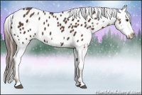 Horse Color:Liver Chestnut Frame Appaloosa 