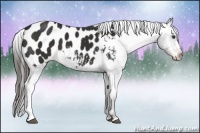 Horse Color:Liver Chestnut Appaloosa 
