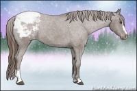 Horse Color:Liver Chestnut Sabino Appaloosa 