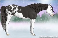Horse Color:Liver Chestnut Splash Appaloosa 