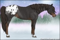Horse Color:Liver Chestnut Varnish Rabicano 