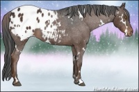 Horse Color:White Spotted Liver Chestnut Blanket 