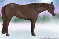 Horse Color:Liver Chestnut 
