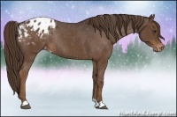 Horse Color:Liver Chestnut Varnish Rabicano