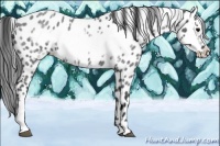 Horse Color:Blue Roan Frame Appaloosa 