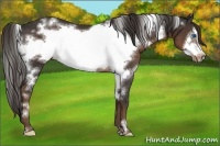 Horse Color:White Spotted Liver Chestnut Frame 