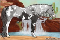 Horse Color:White Spotted Liver Chestnut Sabino