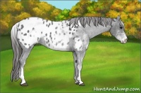 Horse Color:White Spotted Blue Roan Blanket 