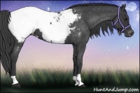 Horse Color:Blue Roan Appaloosa 