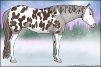 Horse Color:Liver Chestnut Splash Appaloosa 
