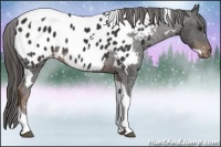 Horse Color:White Spotted Liver Chestnut Tobiano Near Leopard 