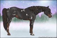 Horse Color:White Spotted Liver Chestnut 