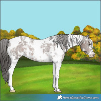 Horse Color:White Spotted Liver Chestnut Sabino Varnish 