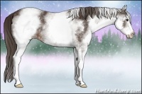 Horse Color:White Spotted Liver Chestnut 