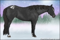 Horse Color:Liver Chestnut Sabino Appaloosa 