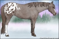 Horse Color:Liver Chestnut Appaloosa 