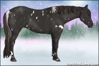 Horse Color:White Spotted Liver Chestnut 