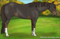 Horse Color:Liver Chestnut 