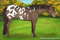 Horse Color:Liver Chestnut Appaloosa 