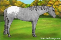 Horse Color:Blue Roan Appaloosa