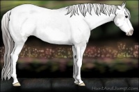 Horse Color:Blue Roan Splash Frame Varnish Rabicano 