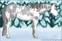 Horse Color:White Spotted Blue Roan Splash Appaloosa Rabicano