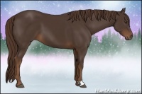 Horse Color:Liver Chestnut 