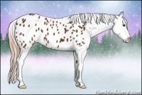 Horse Color:Chestnut Appaloosa