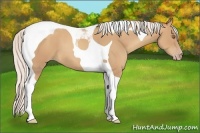 Horse Color:Silver Classic Champagne Tobiano