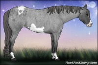 Horse Color:Blue Roan Frame Varnish Rabicano 