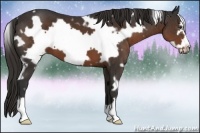 Horse Color:White Spotted Liver Chestnut Frame 